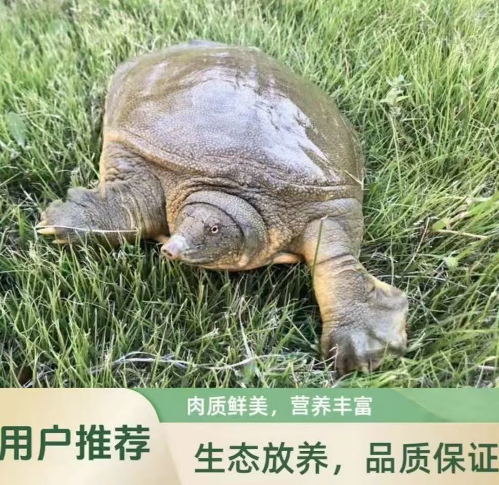 单只水库公甲鱼3-3.2斤外塘生态散养鲜活汉寿鳖青黄背甲鱼团鱼