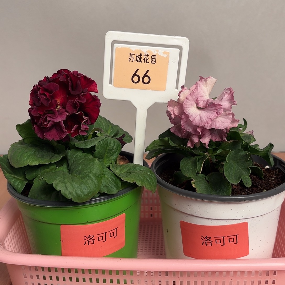 大部分开放少量花苞66