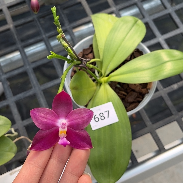 完全开放687号特价瑕疵苗根叶不好任何原因不售后