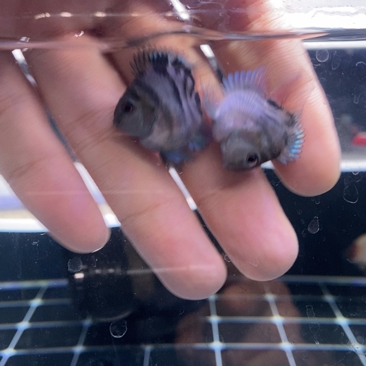 鹦鹉鱼极品摩卡两条