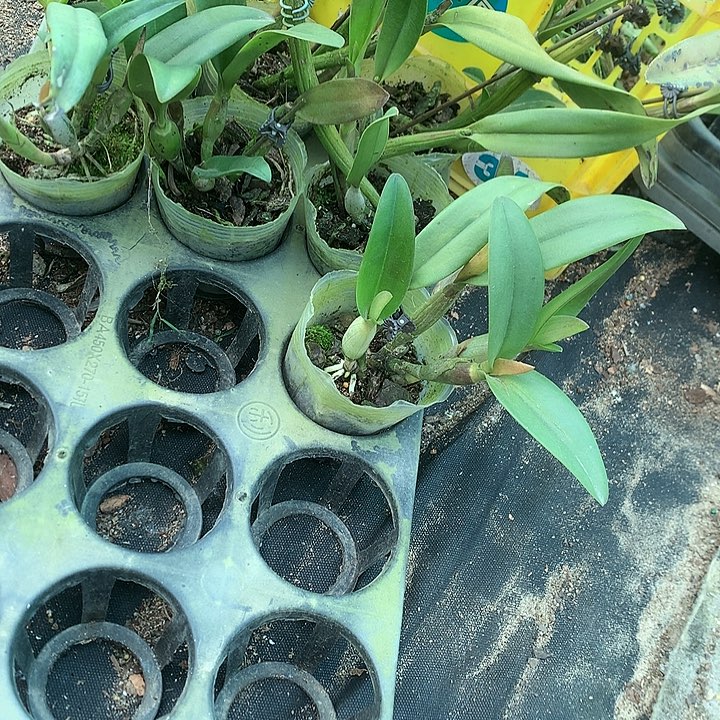 完全开放金满意卡特兰4苗带花夹原盆