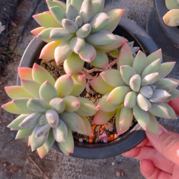 会***鱼11111111111111111111