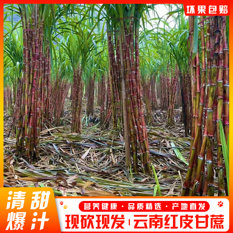 云南红皮脆皮甘蔗现砍现发脆甜多汁农家自种坏果包赔
