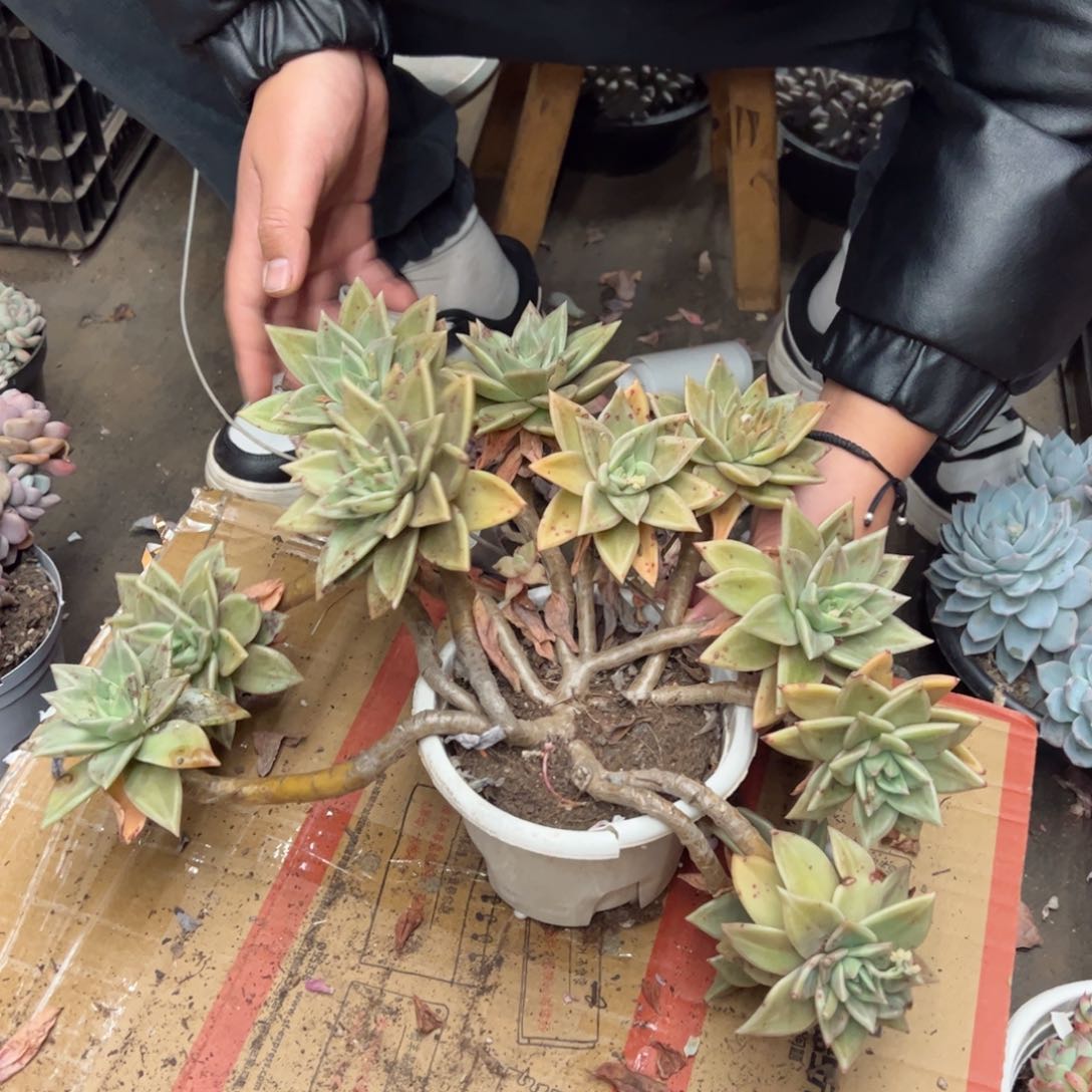 多肉一物一拍2058