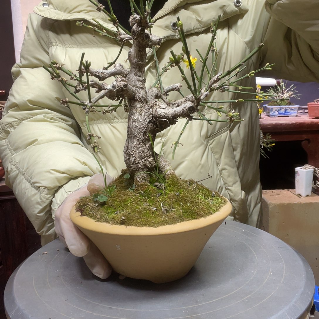 无花朵迎春花开了