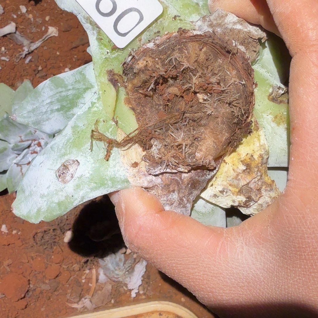 3代杂交仙女杯多肉福利