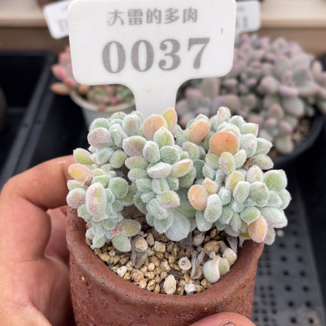 0037雪晃星不带盆7厘米