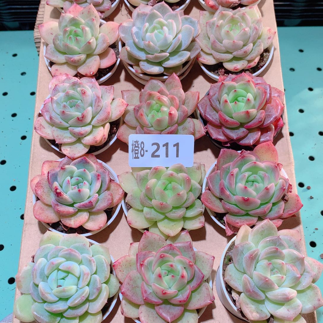 8-211一物一拍多肉带盆18颗