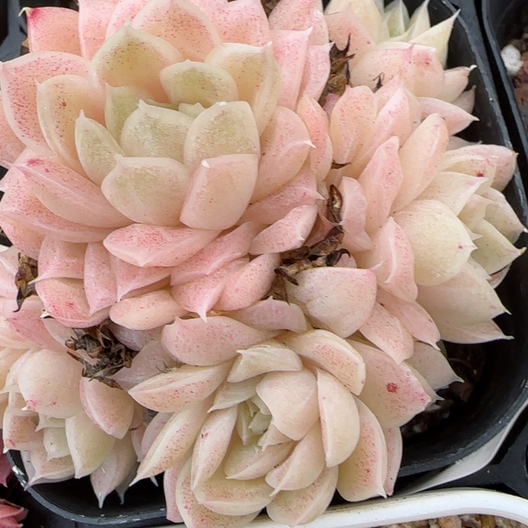 花语逸镜0208-179散