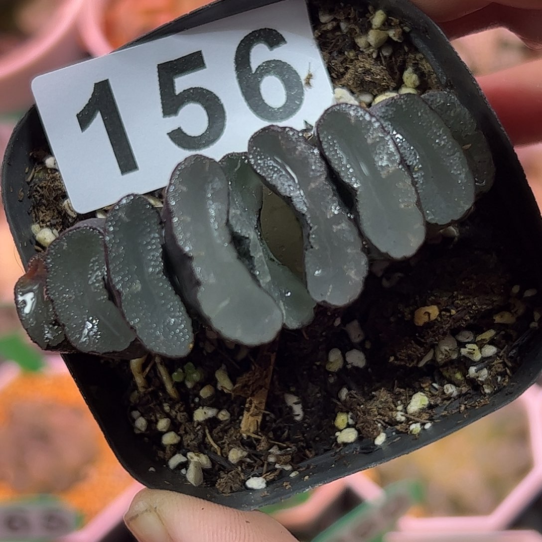 我****鱼红红火火恍恍惚惚