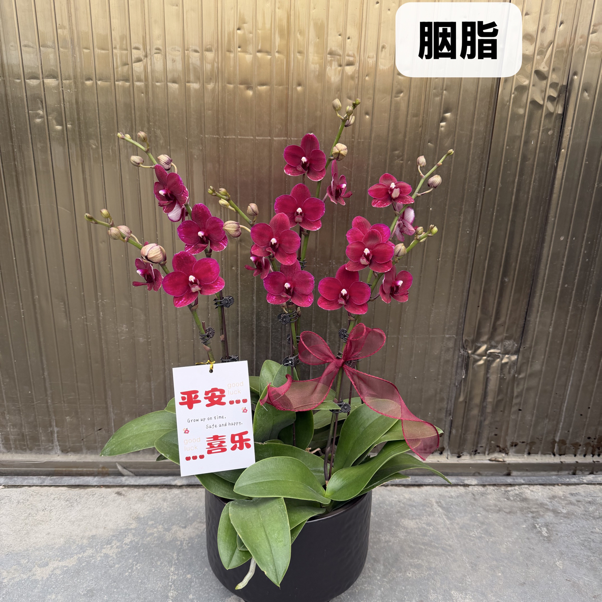 【胭脂】酒红色系蝴蝶兰高端适合送礼