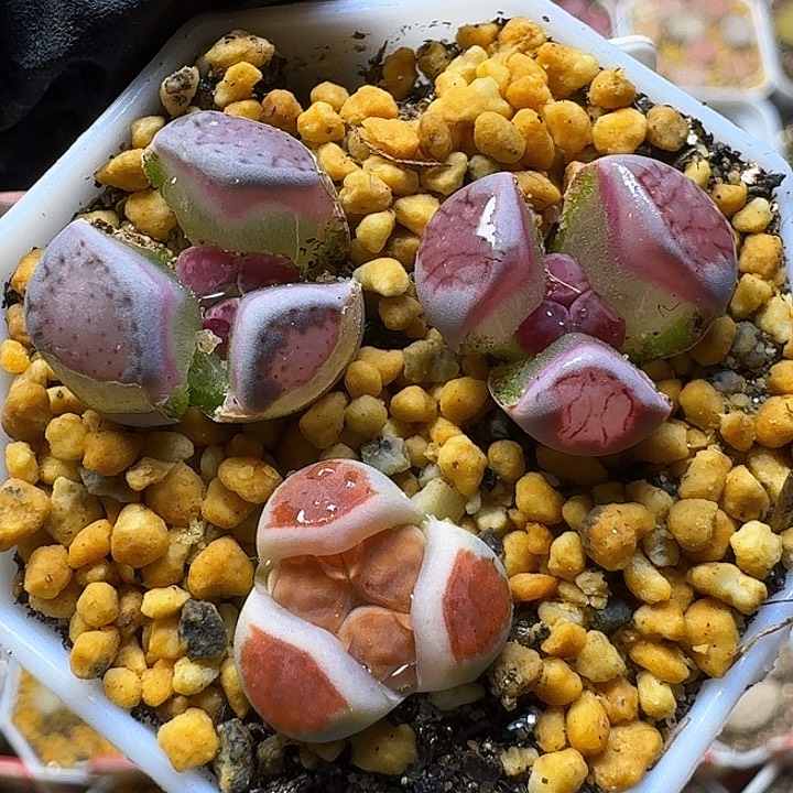 *****生石花1122212。  116