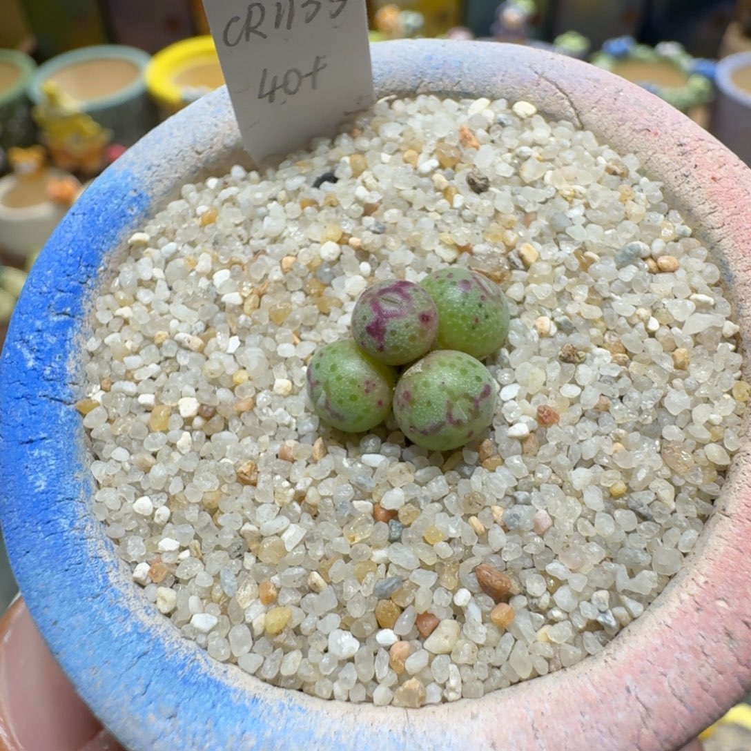 蘑菇1258原始斑马多肉植物