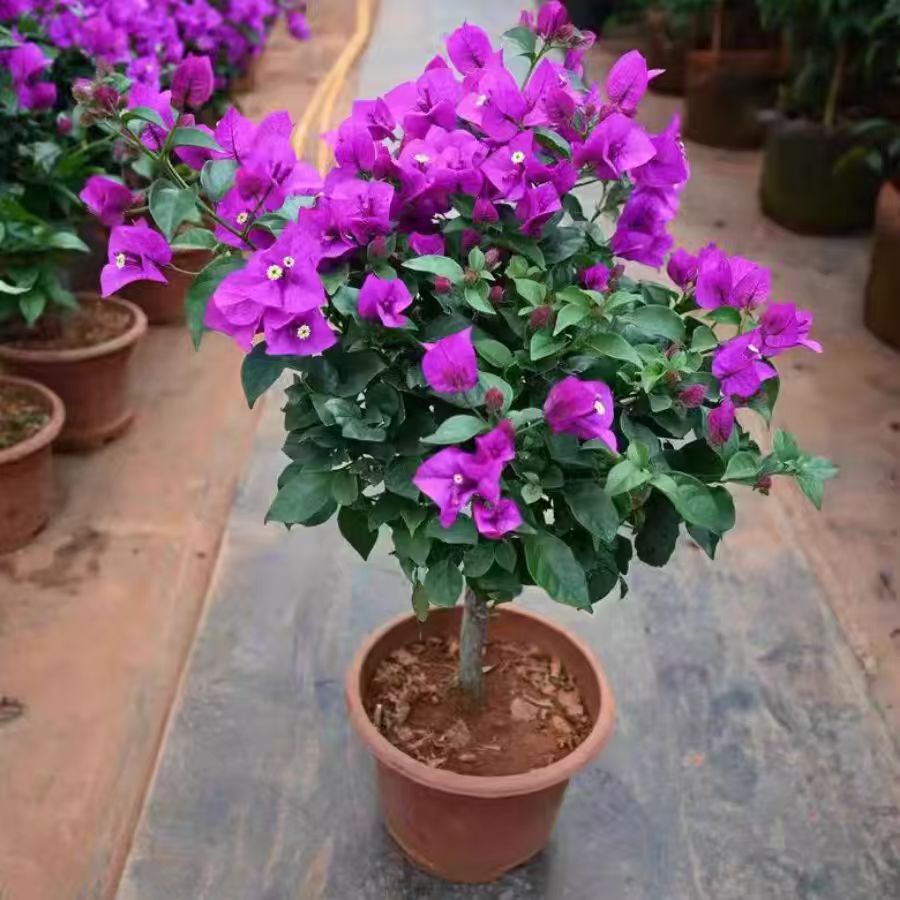 【60-80cm】浓香型重瓣三角梅盆栽四季开花发货会掉花介意勿拍好养