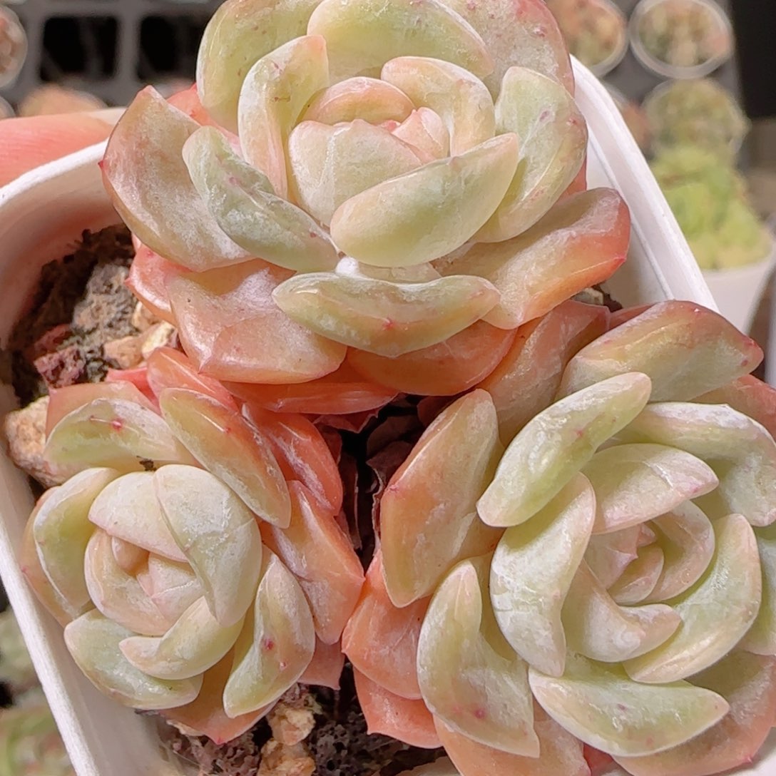 花语多肉1203-323