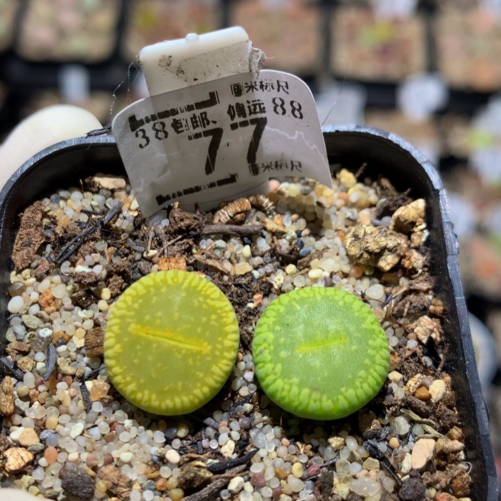 E***m Zzzz精品生石花77