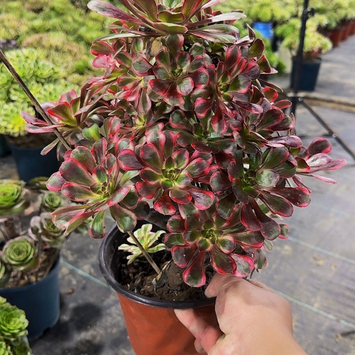 老庄丽娜法师48.8