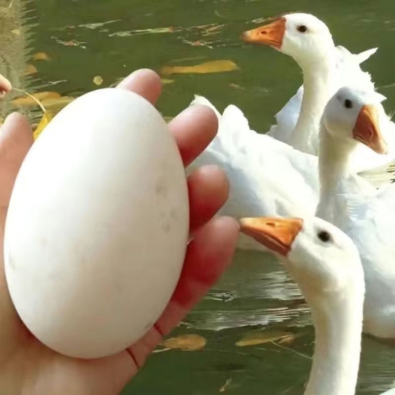 【农场现捡】农家土鹅蛋现捡现发新鲜农家整箱包邮发货12枚160-180g