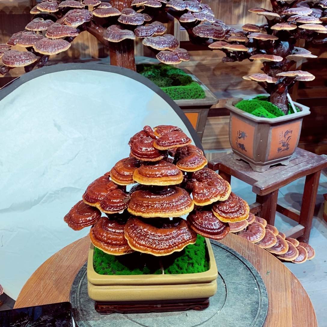 发财树发财树发财树