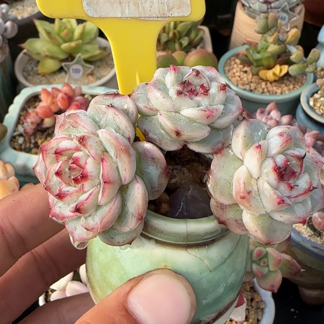 向****鹅鹅鹅，戴鹏带土多肉植物