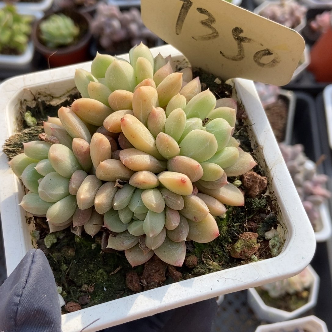 7350百搭翡翠多肉植物保护