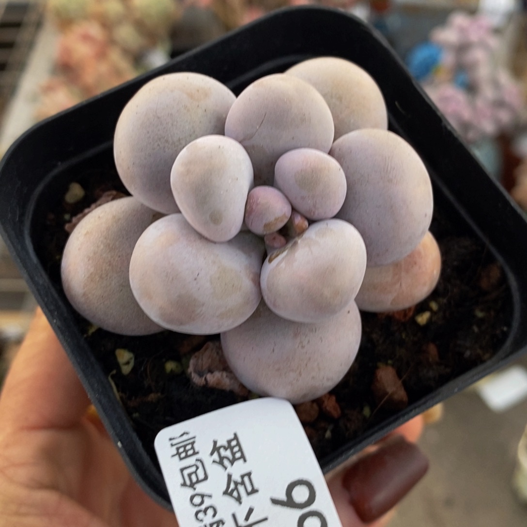 芭比奶酪166/5c m