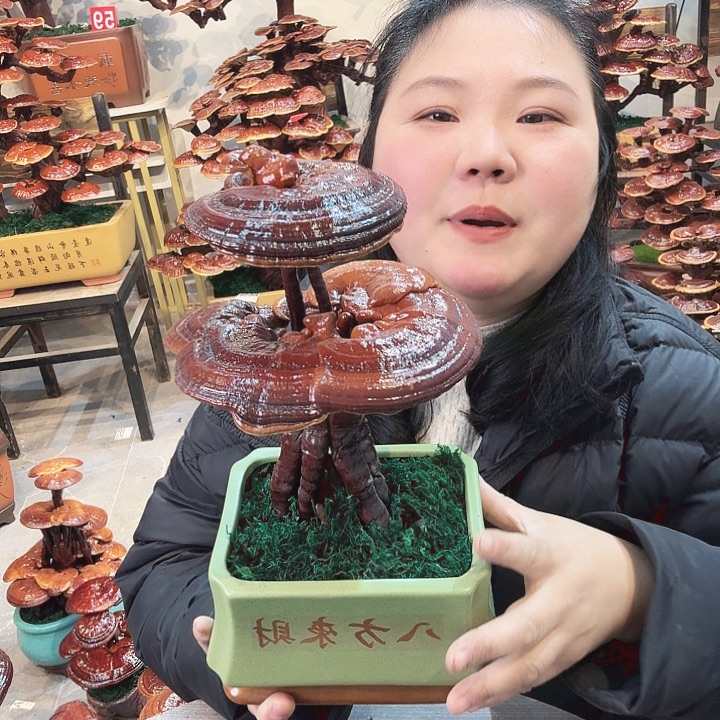 无花朵灵芝8888888888888888