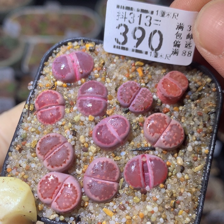 精品生石花313.390