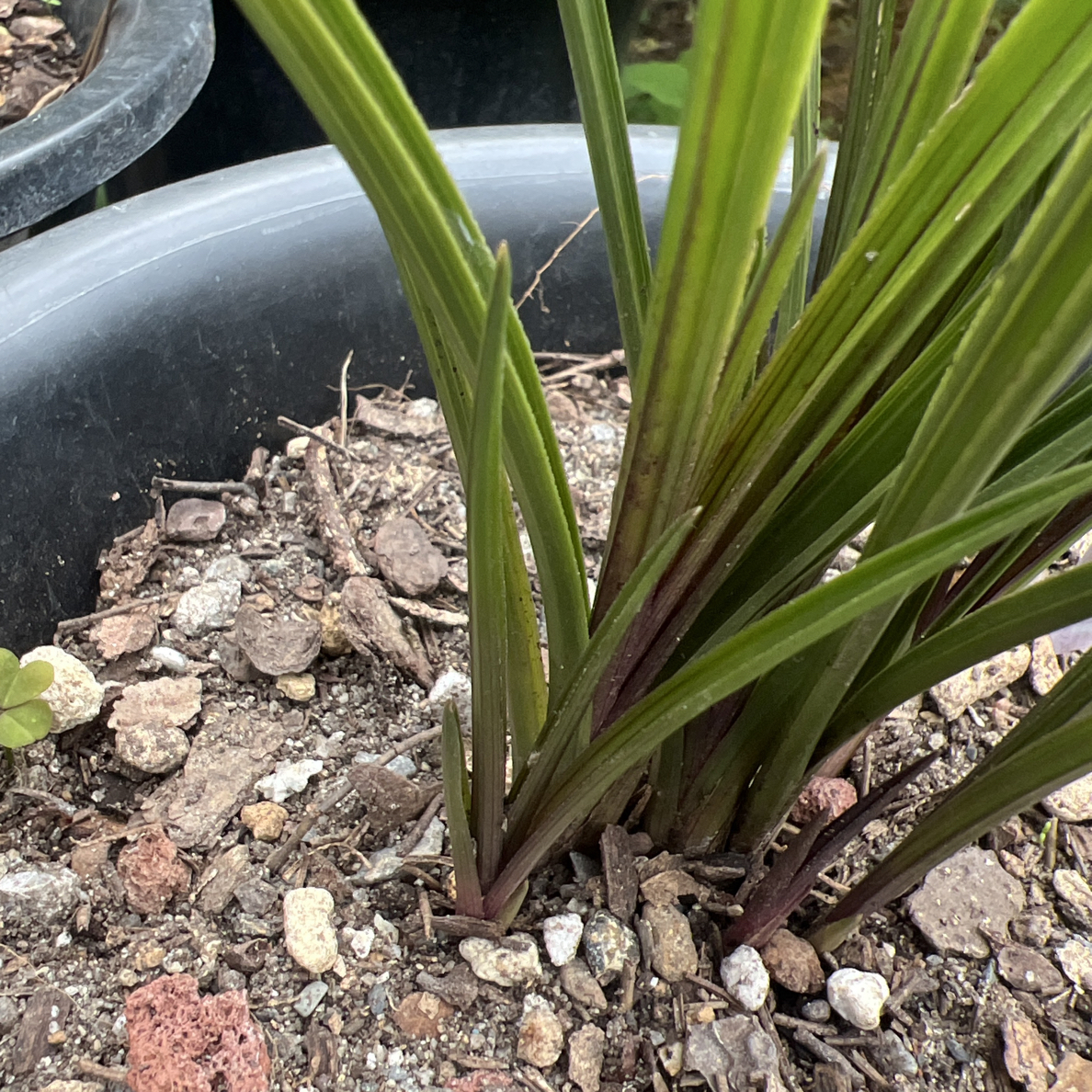 红香妃易养活 名贵盆栽