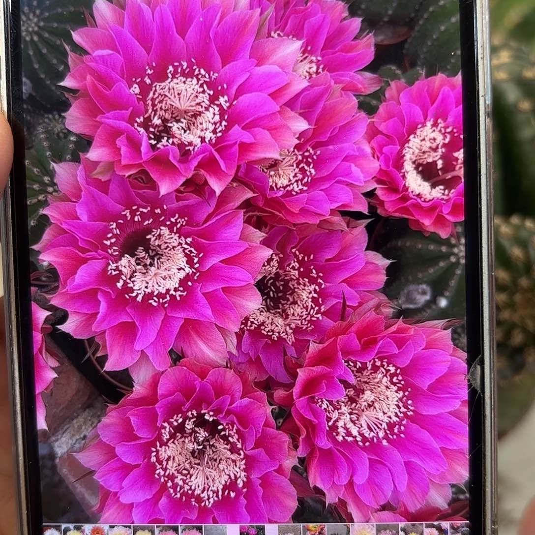 彩草27号9.5-10公分左右