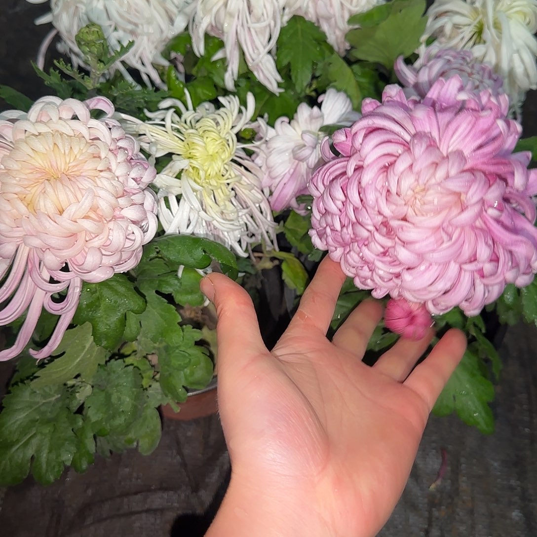 全部花朵K00000007