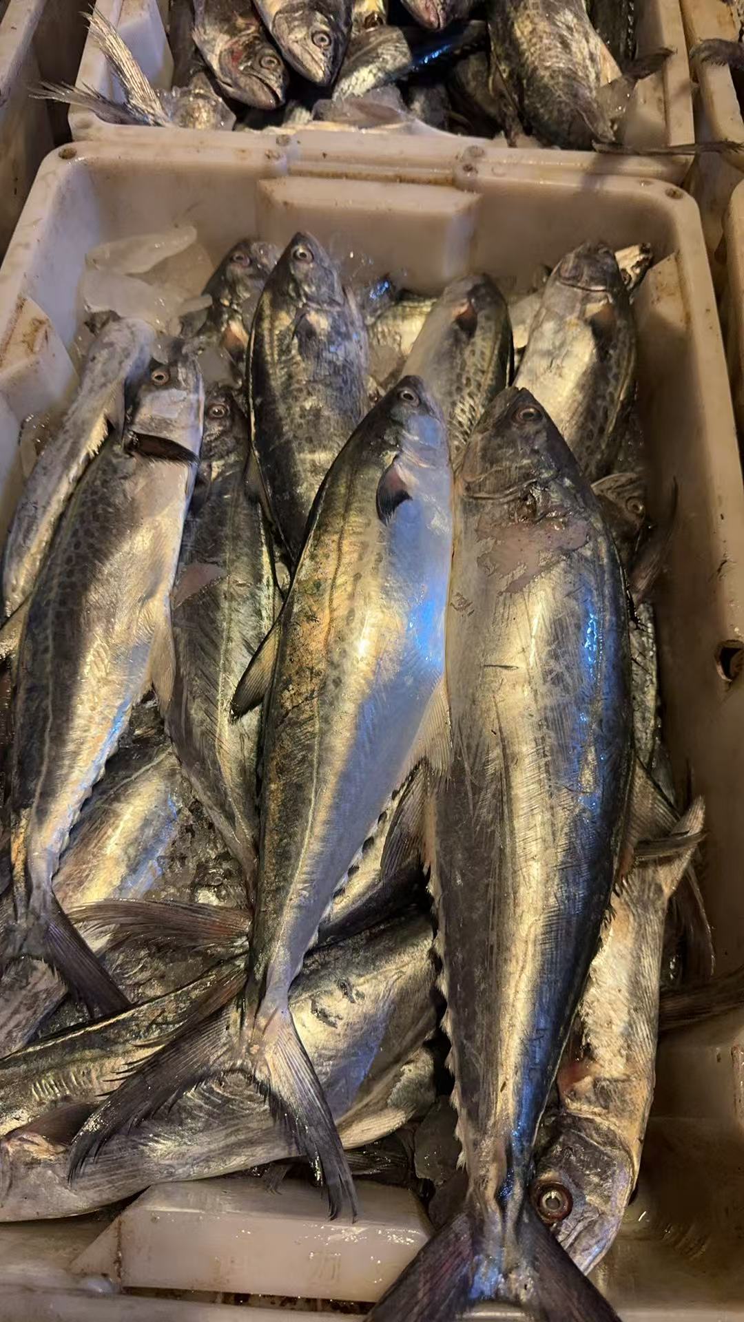 【马鲛鱼】东海小船货新鲜顺丰冷链发货