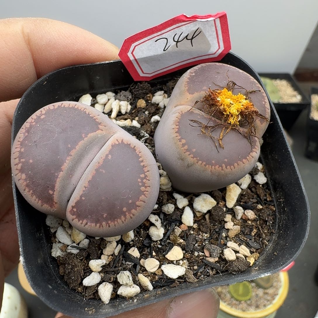 244多肉哈哈哈哈哈哈哈