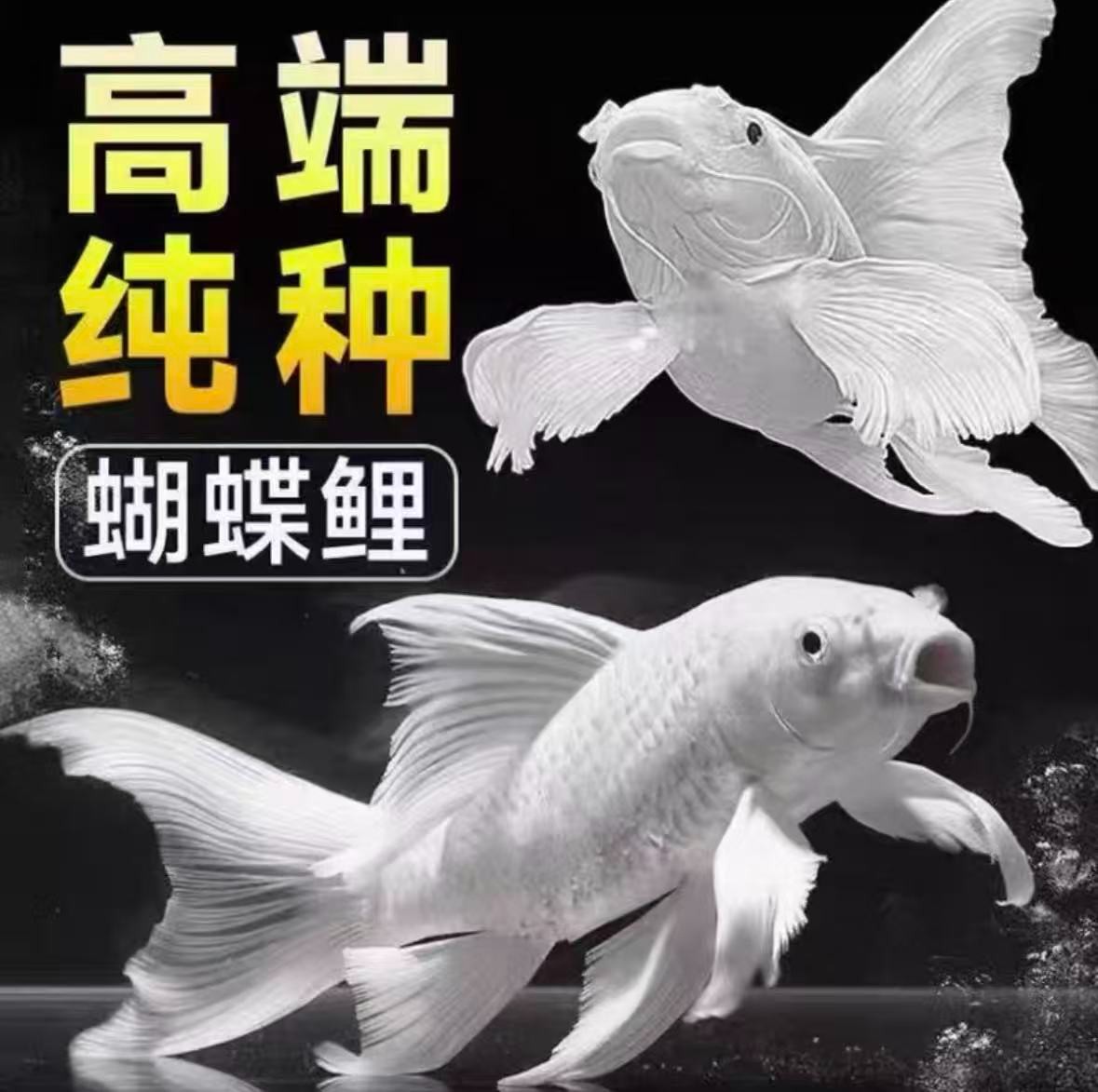 纯种普身白蝴蝶水中仙冷水鱼白贵妃蝴蝶鲤活体包邮