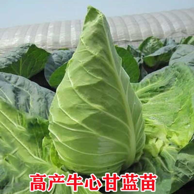 牛心甘蓝秧苗牛心包菜苗耐热耐寒高产适合春秋播的优质大田蔬菜苗