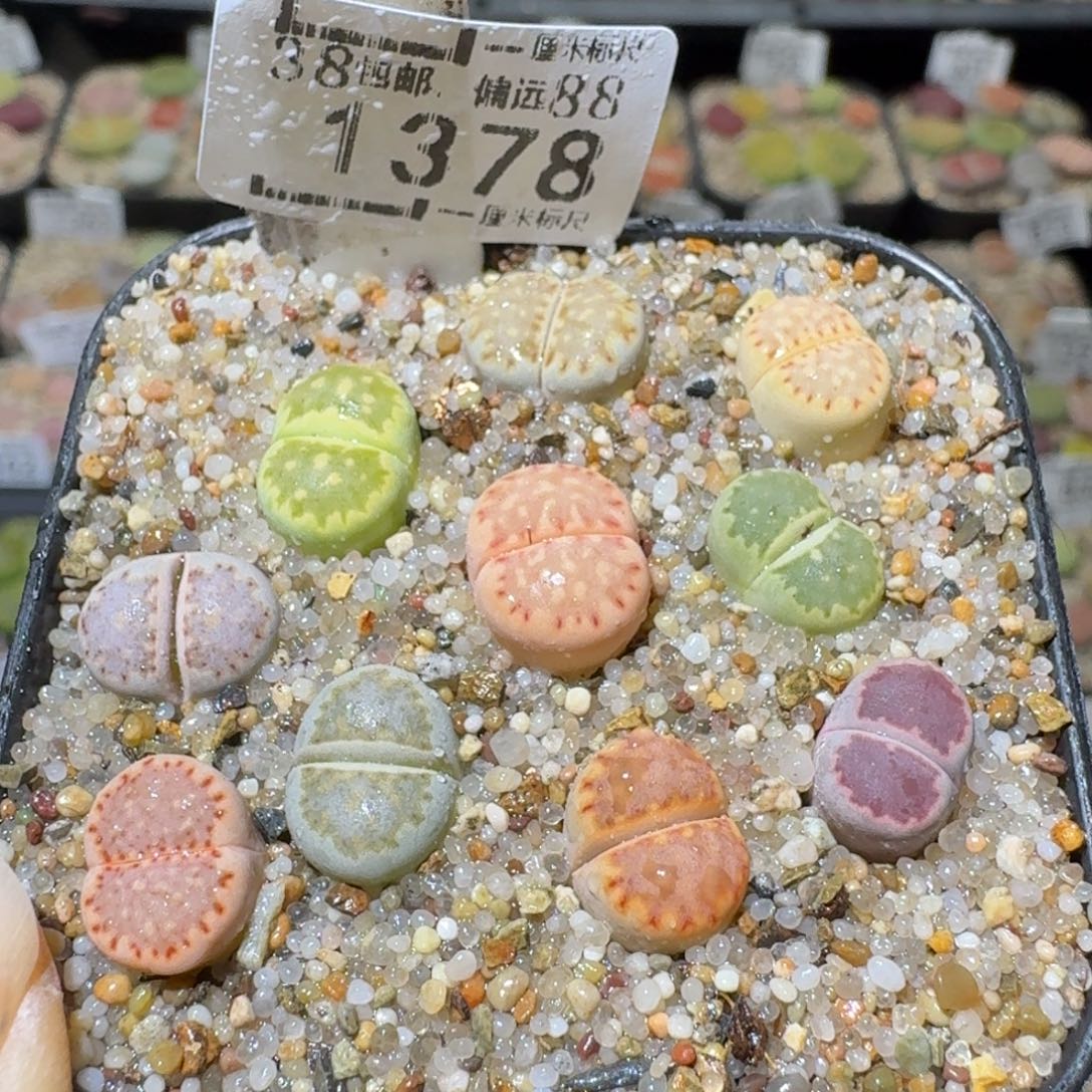 Sss清仓便宜出1378