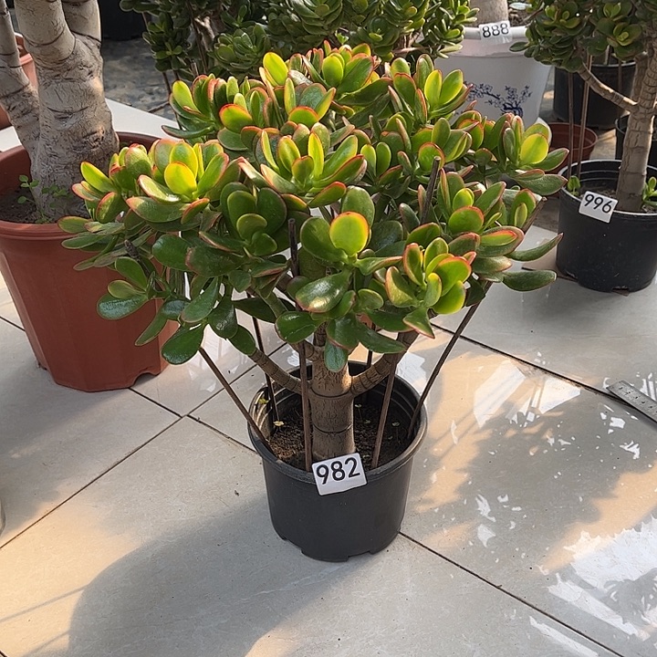 彩玉树花月独杆老桩