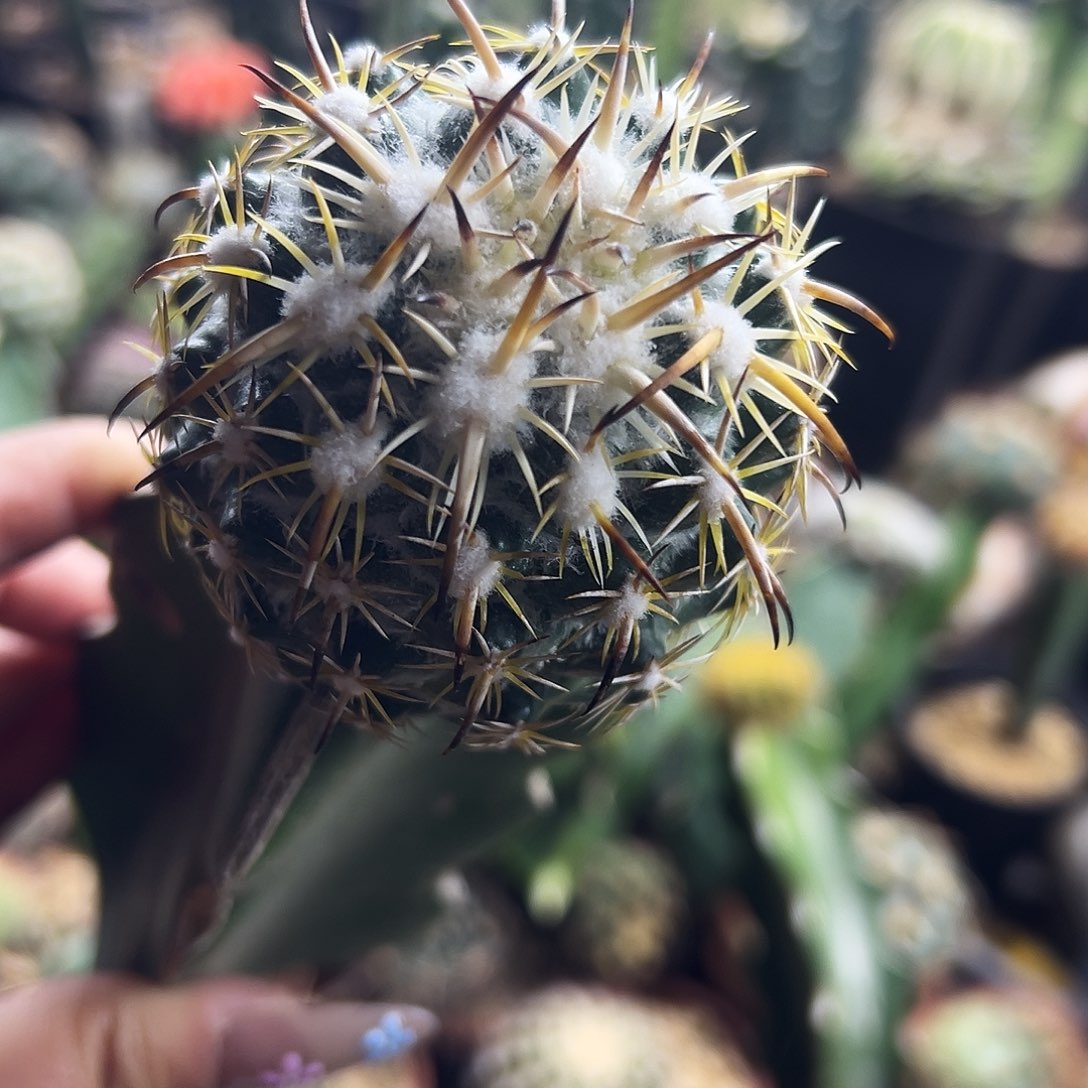 高绒钢钉仙人球111111111