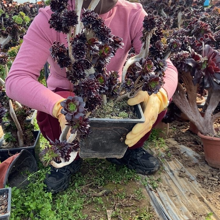 只****赵007黑豆缀化老桩