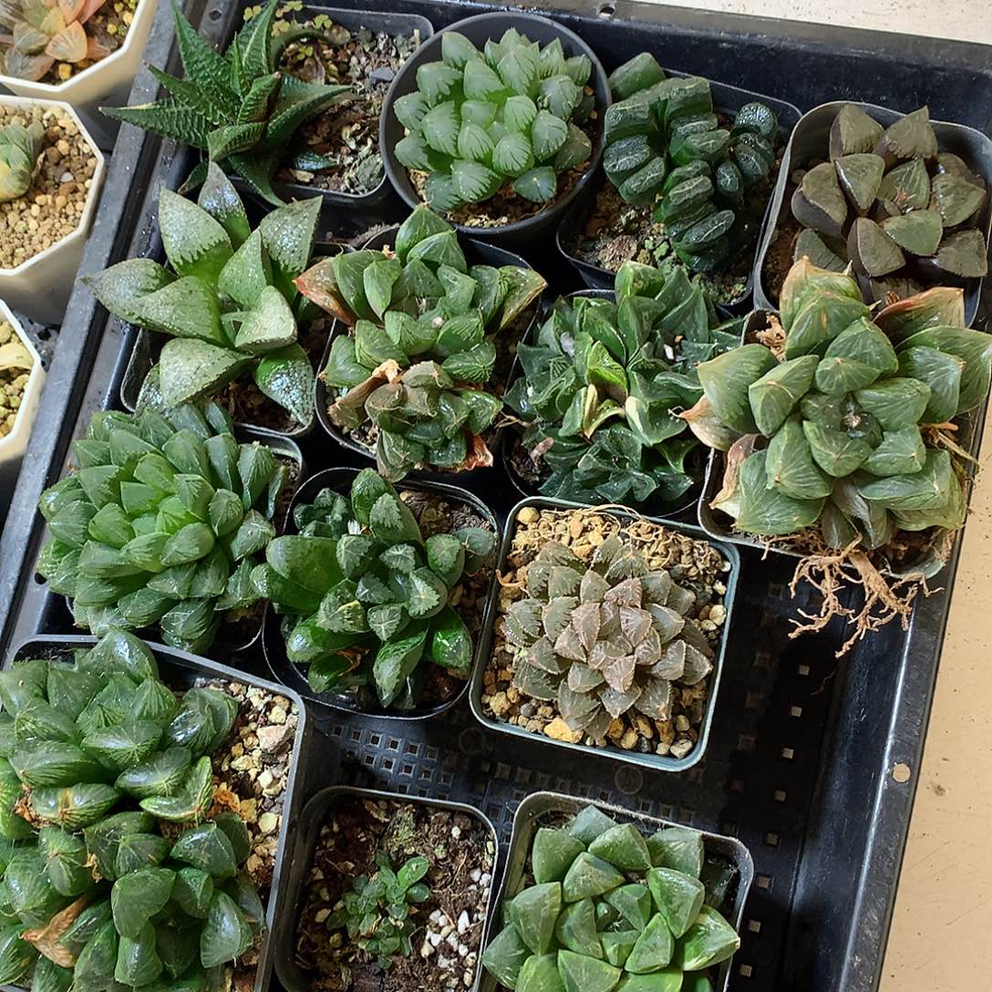 *****玉露寿带盆土发货lloolow