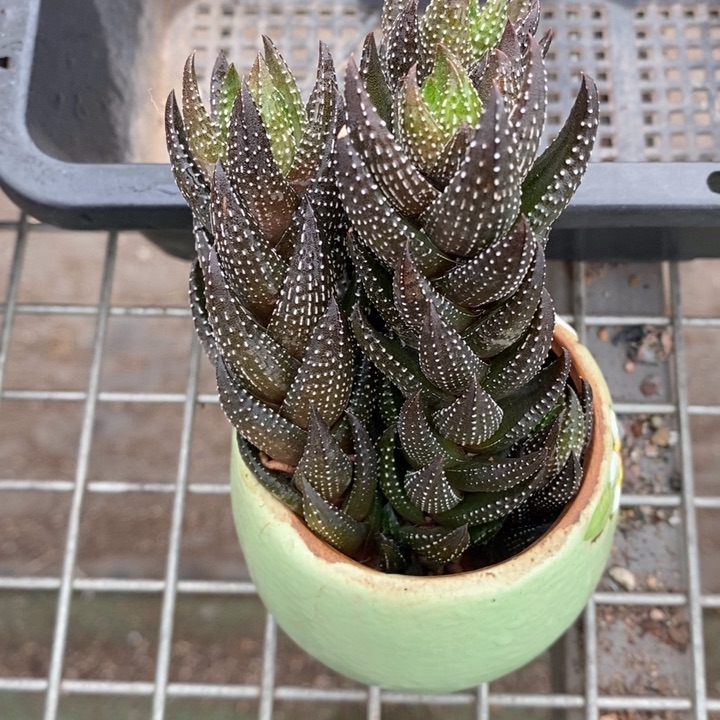 伯克利和格蕾纳等著名音乐