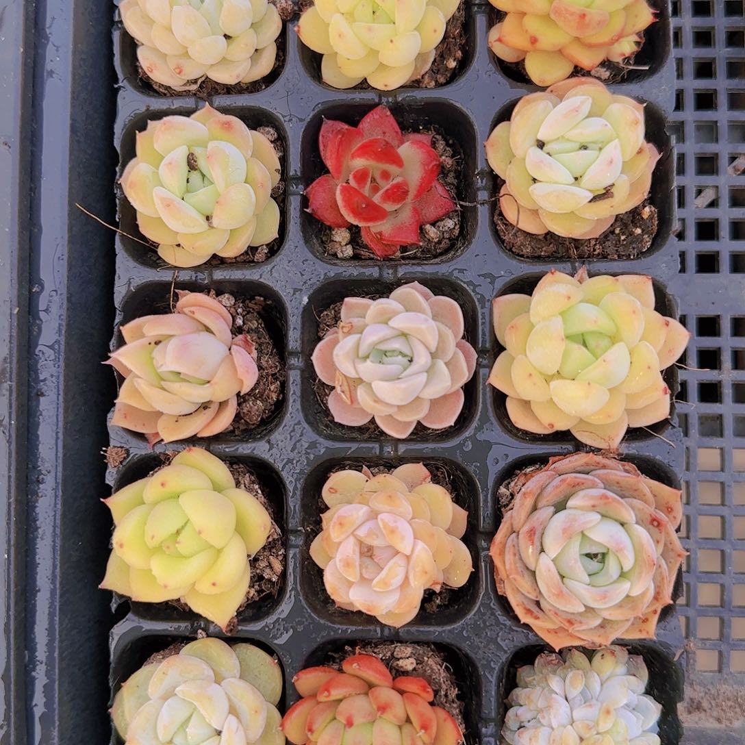 直播一物一拍多肉104