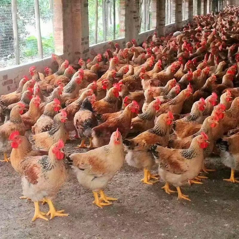 【巨型大公鸡成年可长12斤左右】拍8只送一只