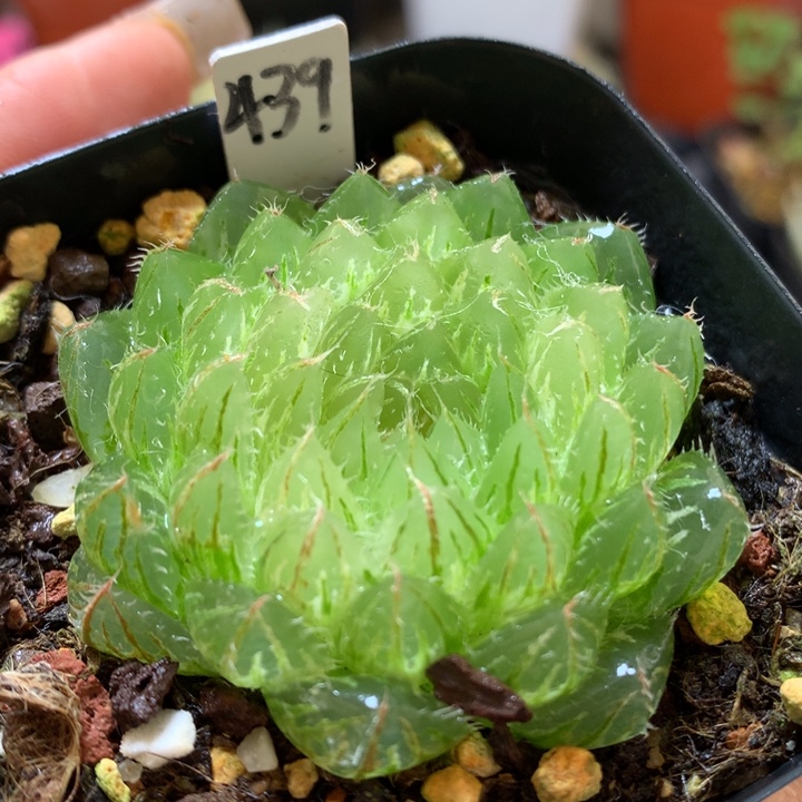 翠云玉露锦带盆土发货