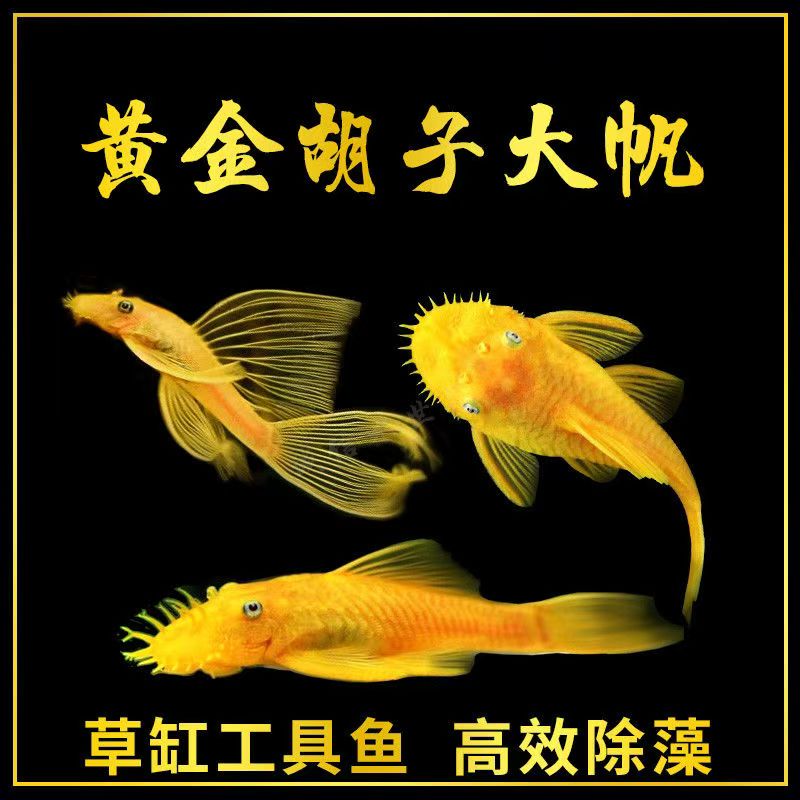 大帆胡子鱼清洁工具鱼除藻清缸底栖观赏鱼好养耐活