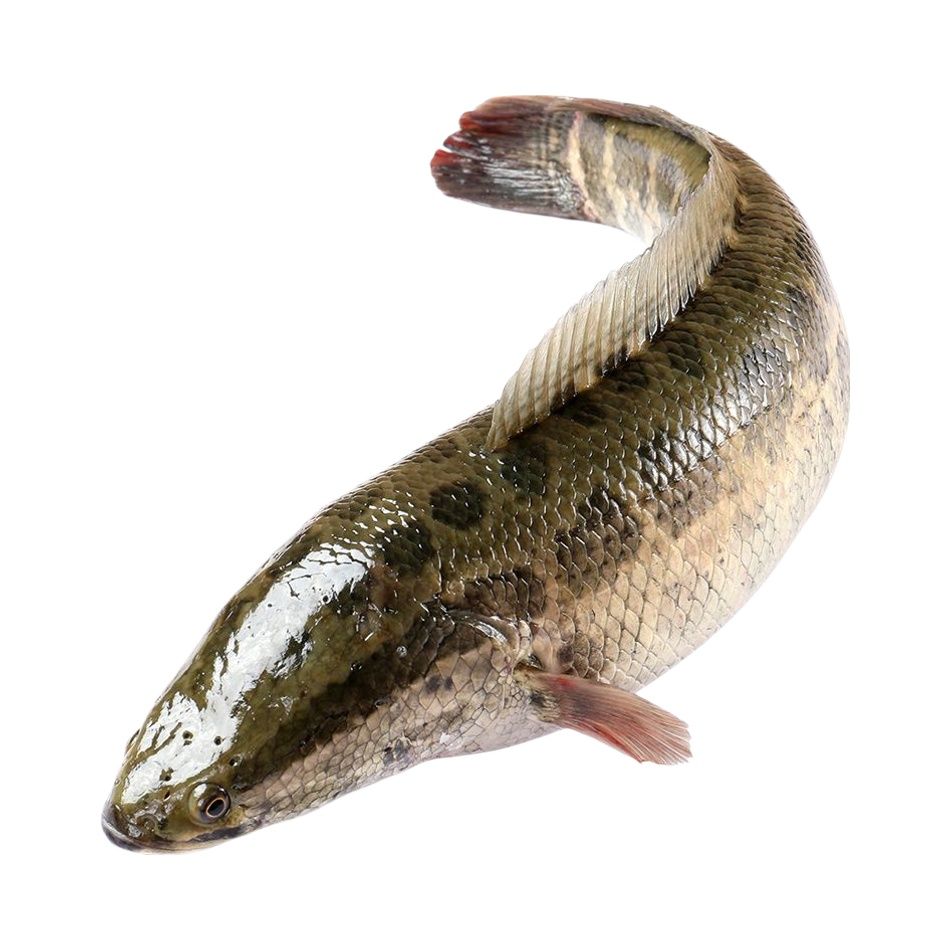 生鱼一条（黑鱼 900-1000g）