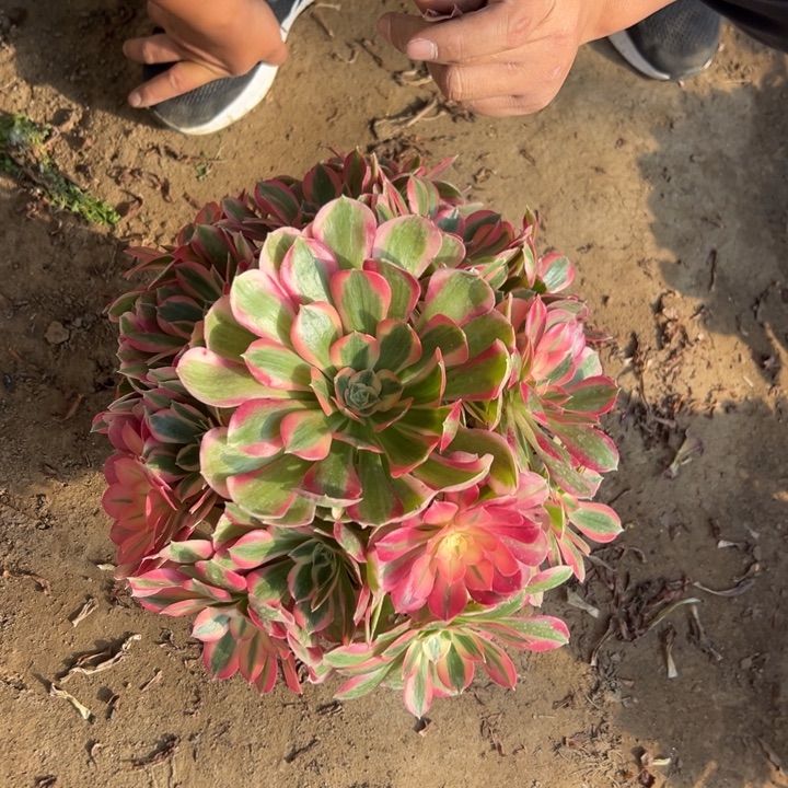 21.8粉女郎一颗包邮