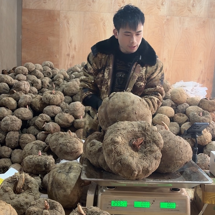 平***哥中国大陆新鲜魔芋