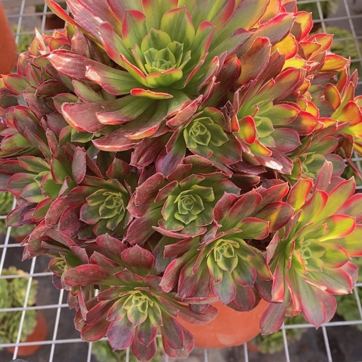 闪购法师1棵安娜法师