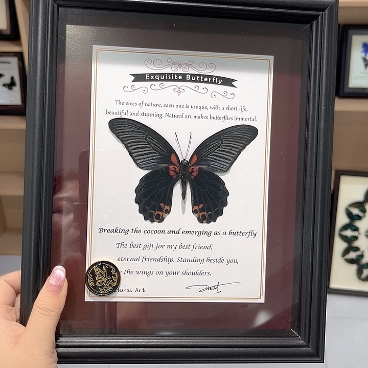 美风蝶雄入筐背面